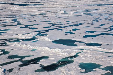 Arctic Sea Ice 1 Life On Thin Ice