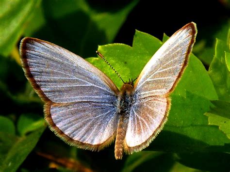 Wonderful Butterflies Flickr