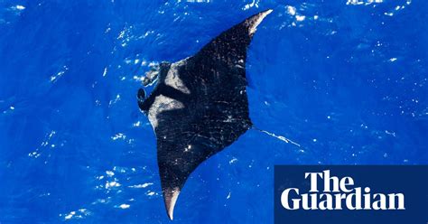 Ending The Consumption Of Manta Ray Gills In China In Pictures