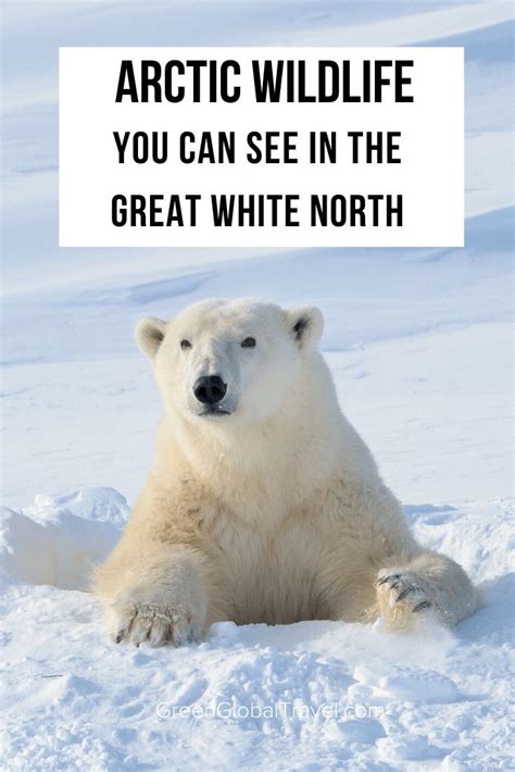 Arctic Animals Fun Facts