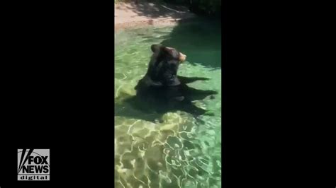 Believable Bear Bear Sits Human Like In Zoo Pool Fox News Video