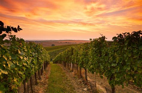 22 Of Australias Best Winery Experiences Travel Insider