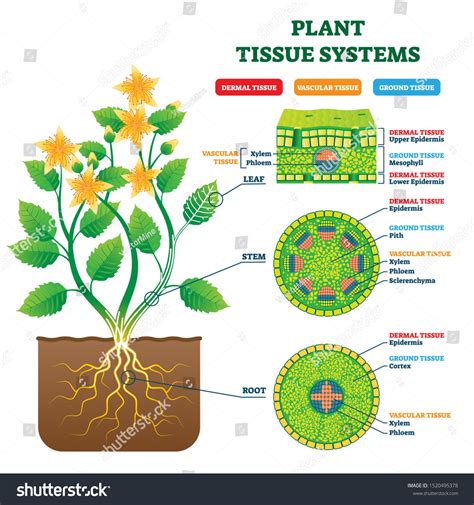 Plant Tissue Systems Vector Illustration Labeled Biological Structure