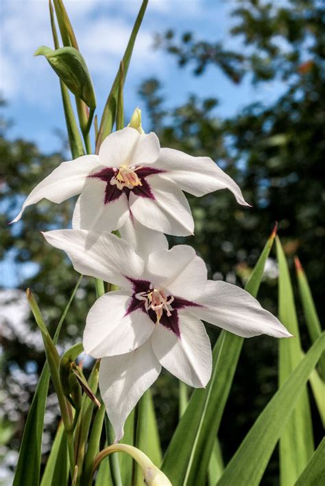 10x Acidanthera Peacock Orchid Bulbs Summer Flowering Sword Lily