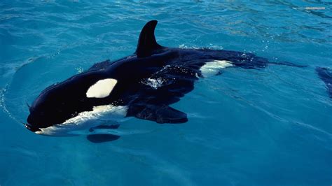 New and best 97,000 of desktop wallpapers, hd backgrounds for pc & mac, laptop, tablet, mobile phone. Underwater Orca Wallpaper (83 Wallpapers) - Wallpapers 4k