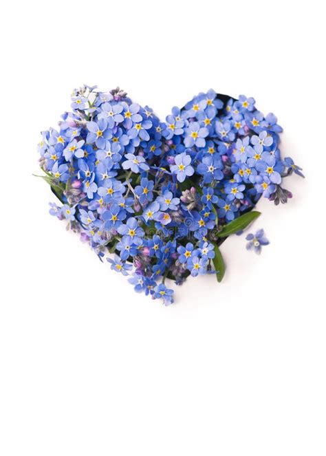 Forget Me Not Little Flowers In Heart Shape Isolated On White Stock