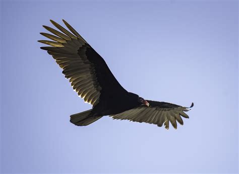 Vulture In Flight In Full Wingspan Image Free Stock Photo Public