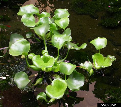 common water hyacinth, Eichhornia crassipes (Liliales: Pontederiaceae) - 5562852