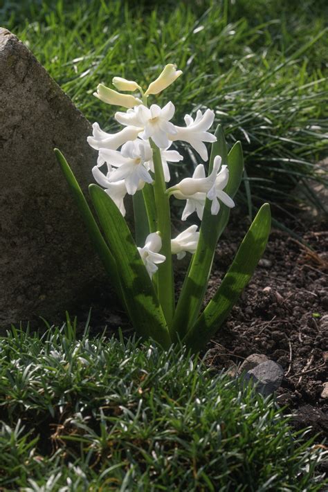 Check spelling or type a new query. Flowering Plants Vs. Non-flowering Plants - Gardenerdy