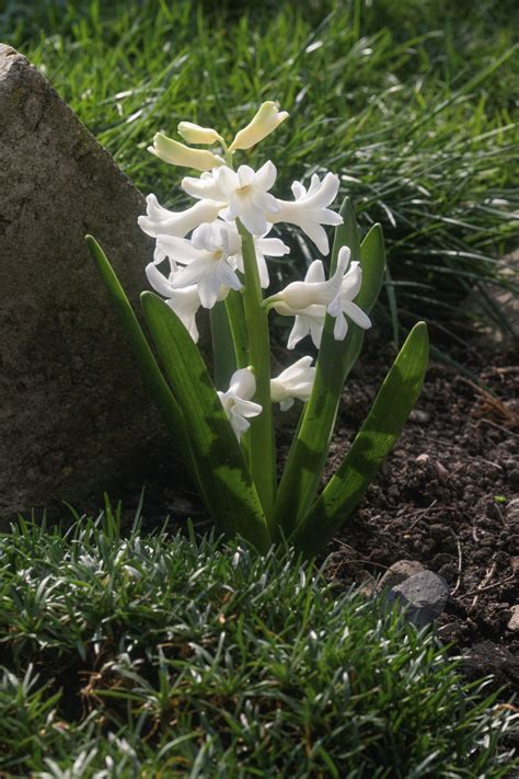 During respiration plants use oxygen and produce carbon dioxide (this time, the oxygen is useful and the carbon dioxide is a waste product). Flowering Plants Vs. Non-flowering Plants - Gardenerdy