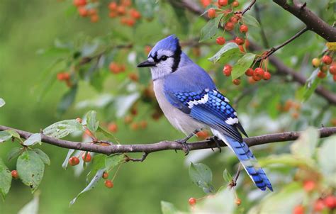 Wallpaper Branches Green Berries Background Bird Fruit Blue Jay