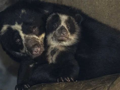 Andean Bear Twins Debut At San Diego Zoo The Animal Facts