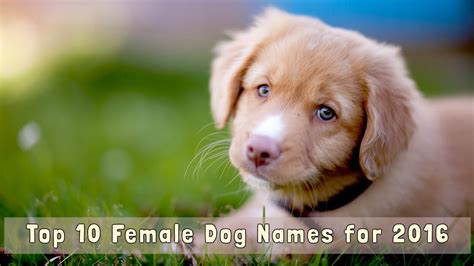 If your dog looks like she has a unibrow, frida (khalo) would be a funny dog name. Top 10 Female Dog Names for 2016 - YouTube