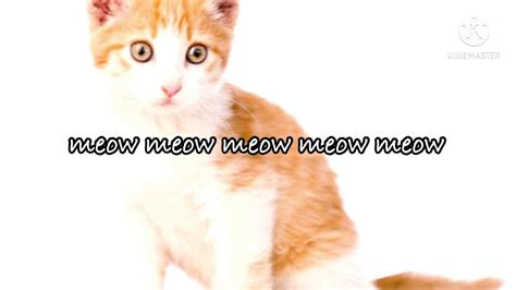Meow Meow Meow Song Credits To Roblox Music Codes Youtube