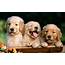 38 Cute Dog Pictures  InspirationSeekcom
