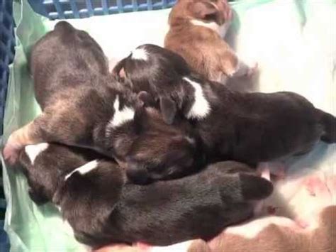 newborn beagle puppies youtube