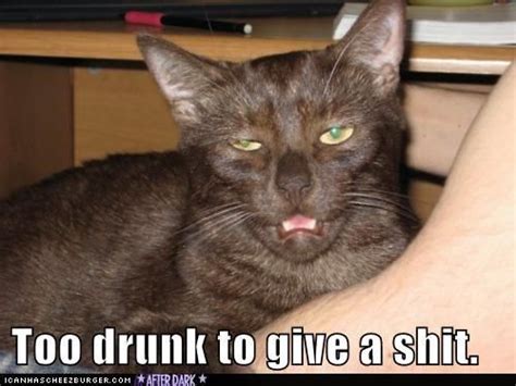 Grasp The Beautiful Funny Drunk Cat Pictures Hilarious Pets Pictures