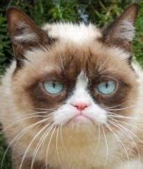 Grumpy Cat - Facts, Bio, Favorites, Info, Family 2021 | Sticky Facts