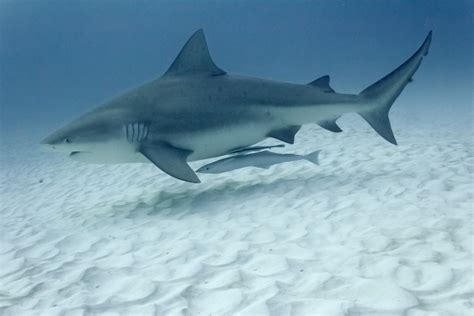 Check spelling or type a new query. Bull Shark | Flickr - Photo Sharing!