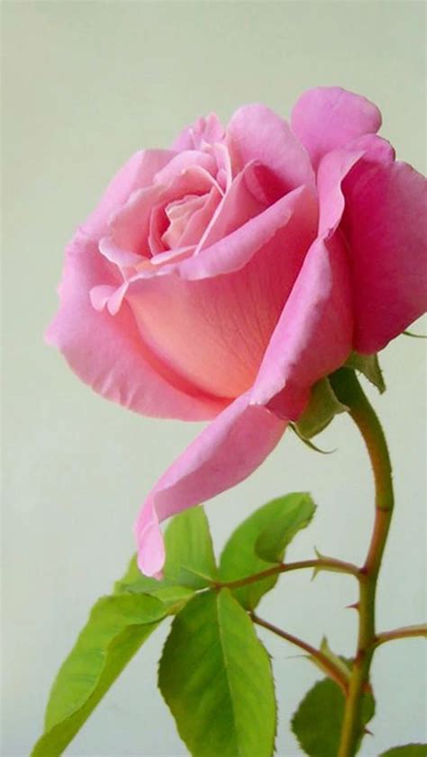 Pin By The Happy Teacher On خوبصورت گلاب Beautiful Rose Flowers