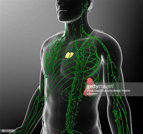 Lymphatic System Stock Fotos Und Bilder Getty Images