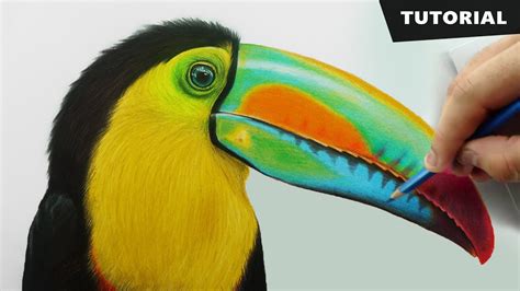 Toucan Color Pencil Drawing Original 5x7 Tropical Bird Wall Art Bird