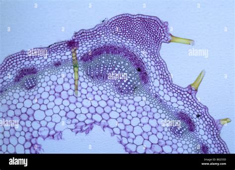 Collenchyma Tissue Hi Res Stock Photography And Images Alamy