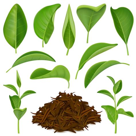 Premium Vector Realistic Tea Leaves Set