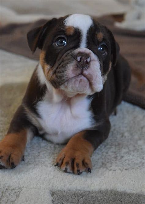 English bulldogs deliver only by cesarean section as the pup's head is so, bulldogs are not allowed to consume it and even foods like chocolate, ingested raw bread, hops. Chocolate tri english bulldog puppy for sale