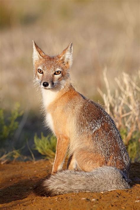 Swift Fox Vulpes Velox Pawnee National Grassland Colorado Swift