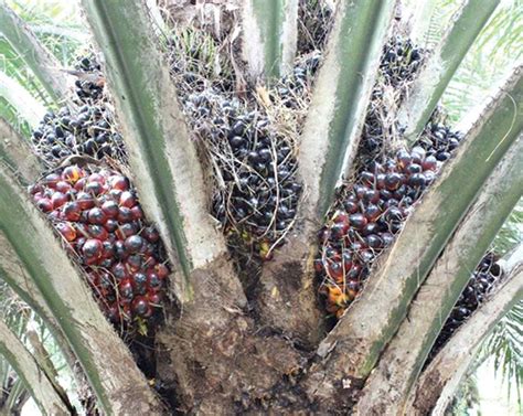 Jenis-jenis Varietas Unggul Kelapa Sawit - Ilmu Pertanian