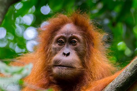 How To Ethically View Orangutans In Indonesia