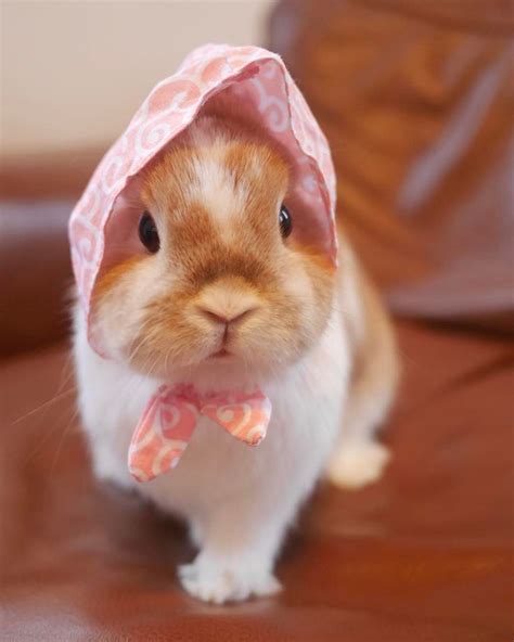 These Bunnies Love To Wear Hats And We Cant Handle The Cuteness