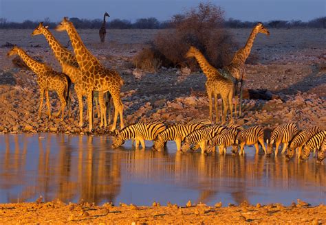 Etosha National Park Namibia Africa Giraffe Zebra Watering