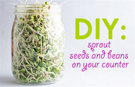 How To Sprout Seeds And Beans On Your Kitchen Counter
