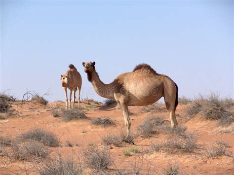 Camellos En Desierto árabe Imagen De Archivo Imagen De Arena 200701