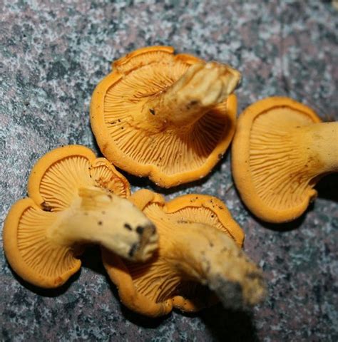Florida Chanterelle Mushrooms Stuffed Mushrooms Edible