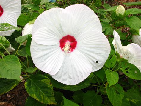 Large White Flower With Red In Center Mike Wolf Flickr