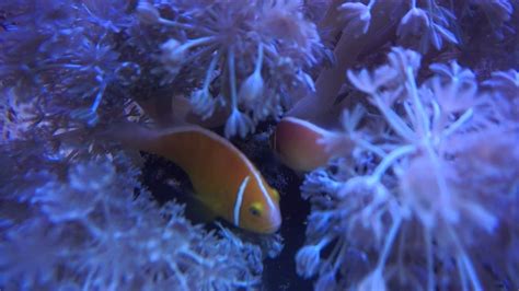 Pink Skunk Clownfish Spawning Amphiprion Perideraion Pair Spawning