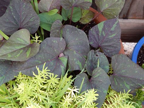 Sweet Potato Vines Striking Foliage Accents Fall Baskets