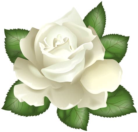 Download White Rose Clipart For Free Designlooter 2020 👨‍🎨