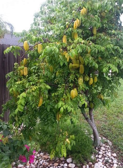 How To Grow Star Fruit Growing Starfruit Carambola