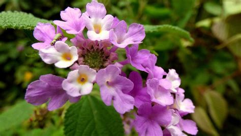 Como Plantar Lippia Alba Revista Globo Rural Como Plantar