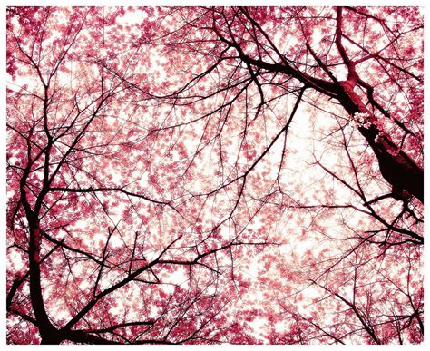 Sakura Japanese Cherry Tree Sakura Photo 11430775 Fanpop