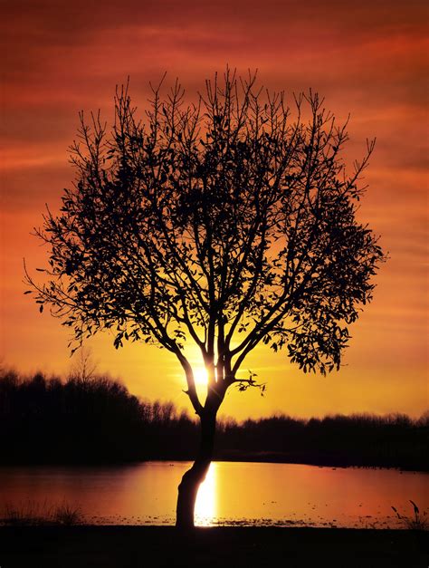 Sunset Tree Water Free Stock Photo Public Domain Pictures