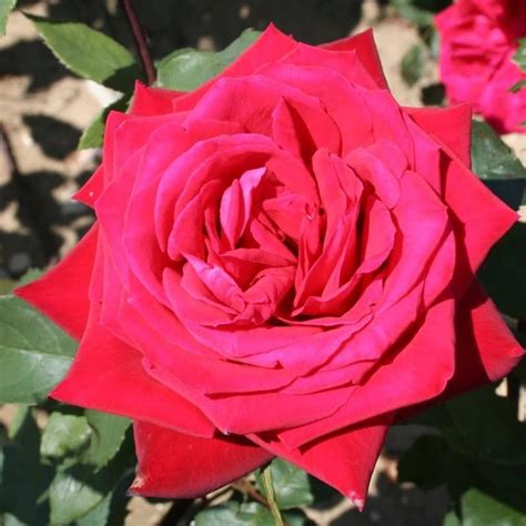 Bush Rose Fragrant Cloud Roses Tates