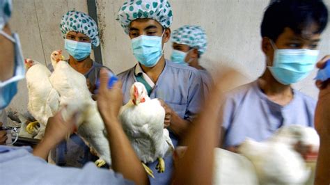 H5n1 Bird Flu Symptoms Causes And Diagnosis