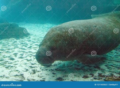 Florida Manatee Also Called The West Indian Manatee Or Sea Cow Stock