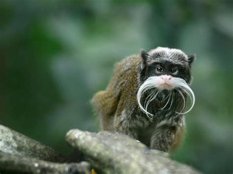 These Hipster Monkeys Have The Coolest Moustaches In The Animal Kingdom