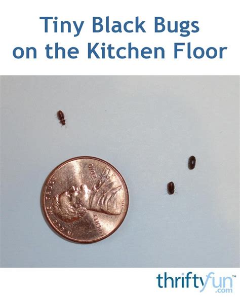 Do the mystery bugs crunch when you squash them? Tiny Black Bugs in the Kitchen | ThriftyFun